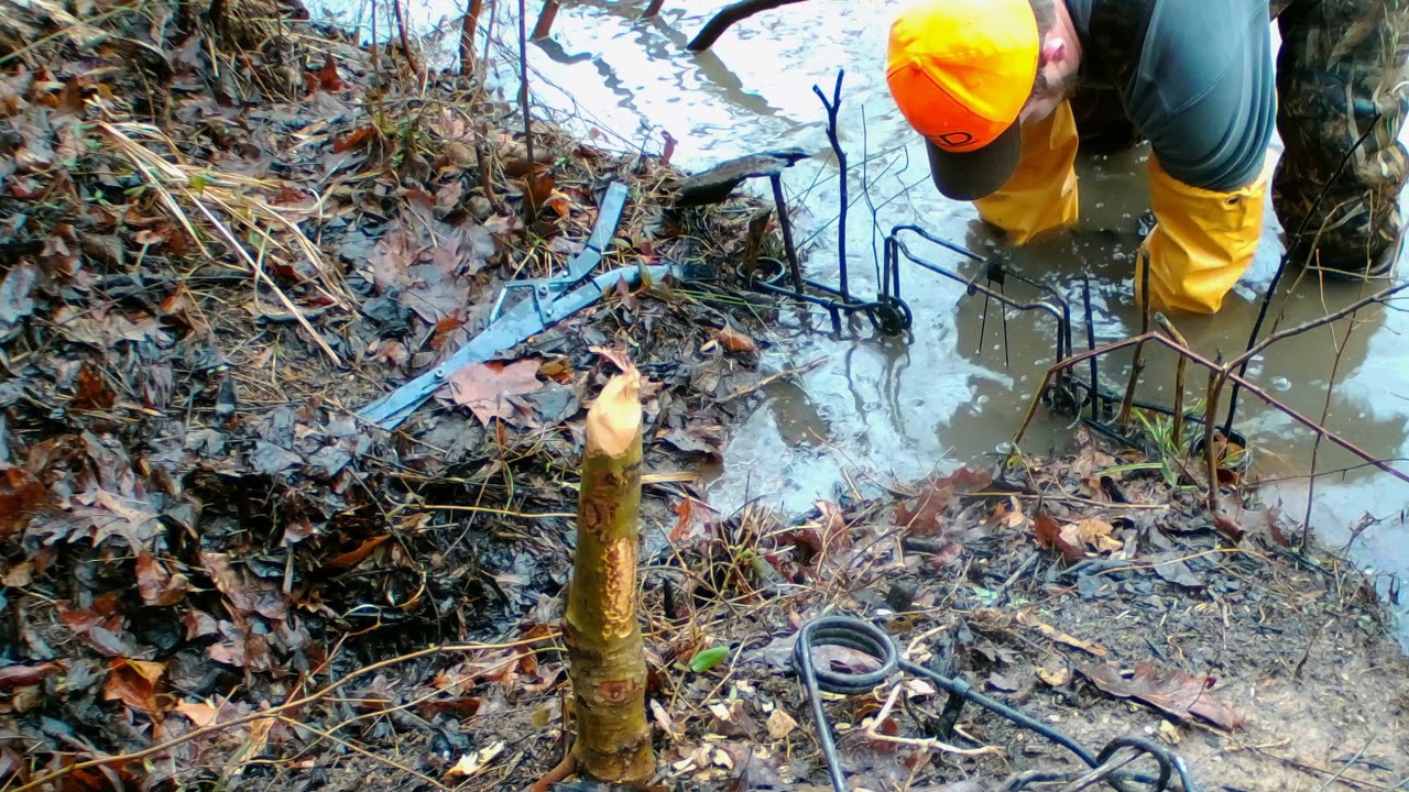 castor mound set for beaver
