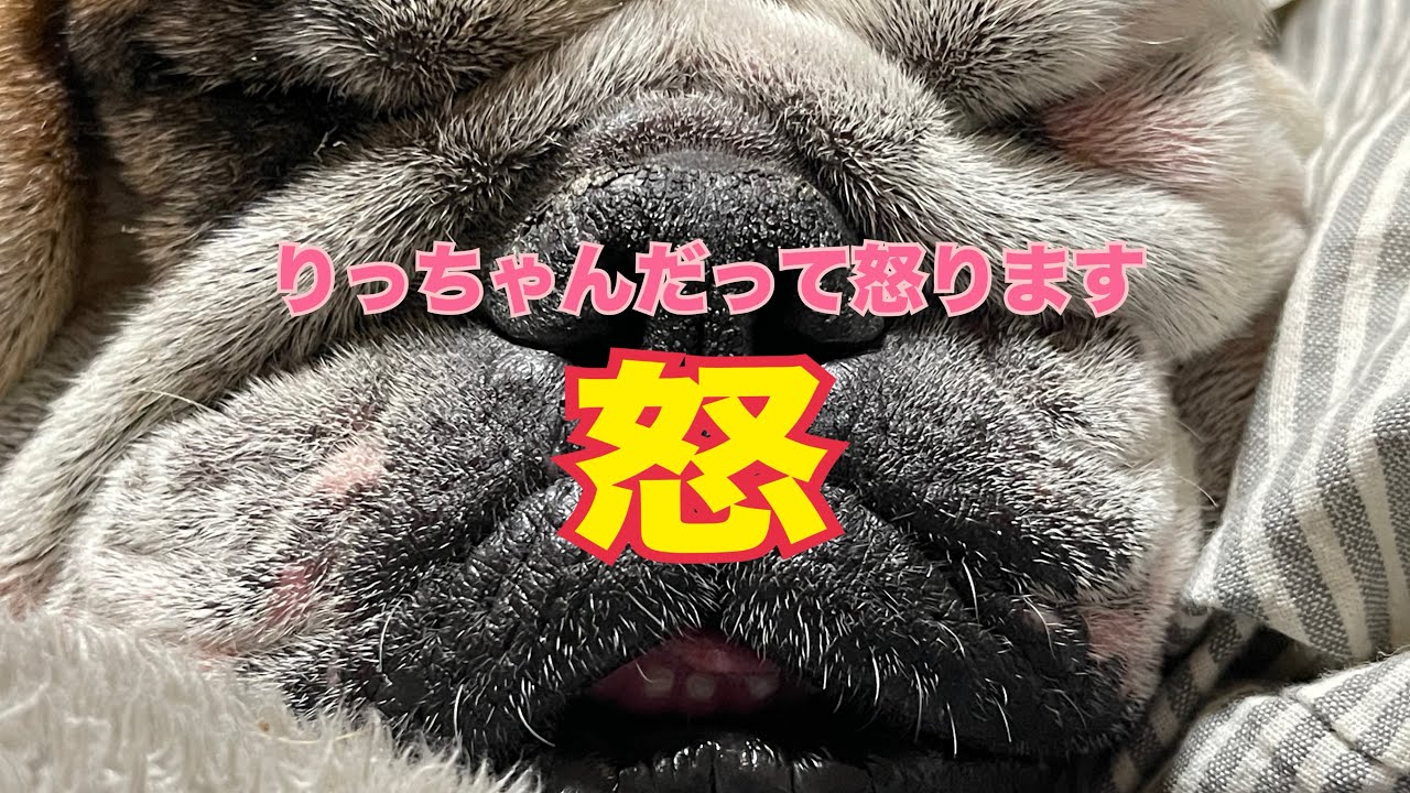 【緊急】いつも穏やかなシニアブルドッグのりっちゃんが真夜中の突然の雷雨に怒ります