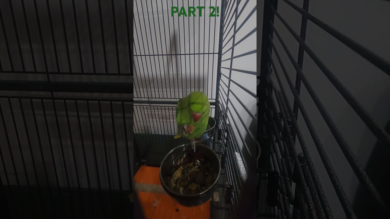 He is so hungry part 2 #indianringneck #parrot #parrottalking #birds