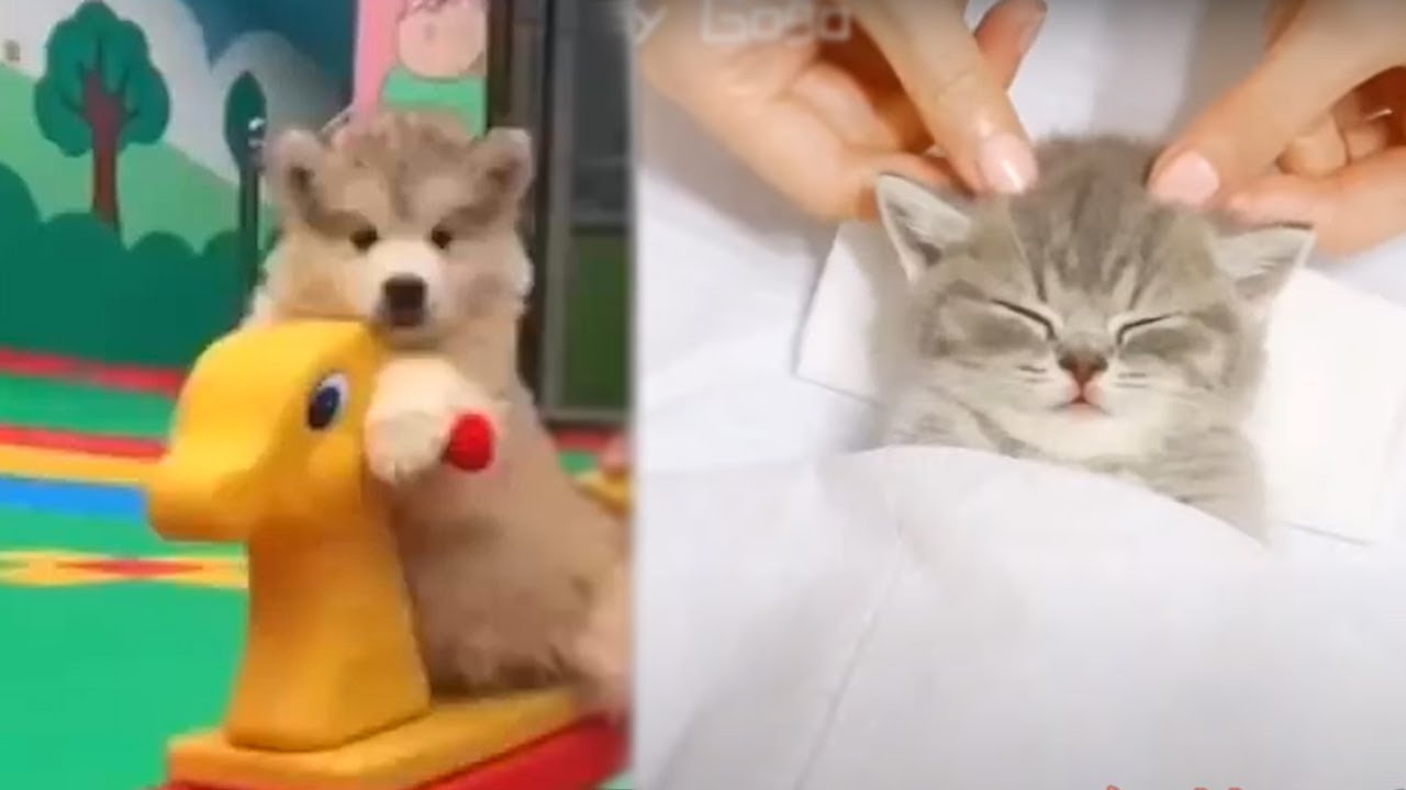 &Ccedil;ok Sevimli Hayvanlar 😍 En Şirin Yavru Hayvan Videoları Derlemesi #1
