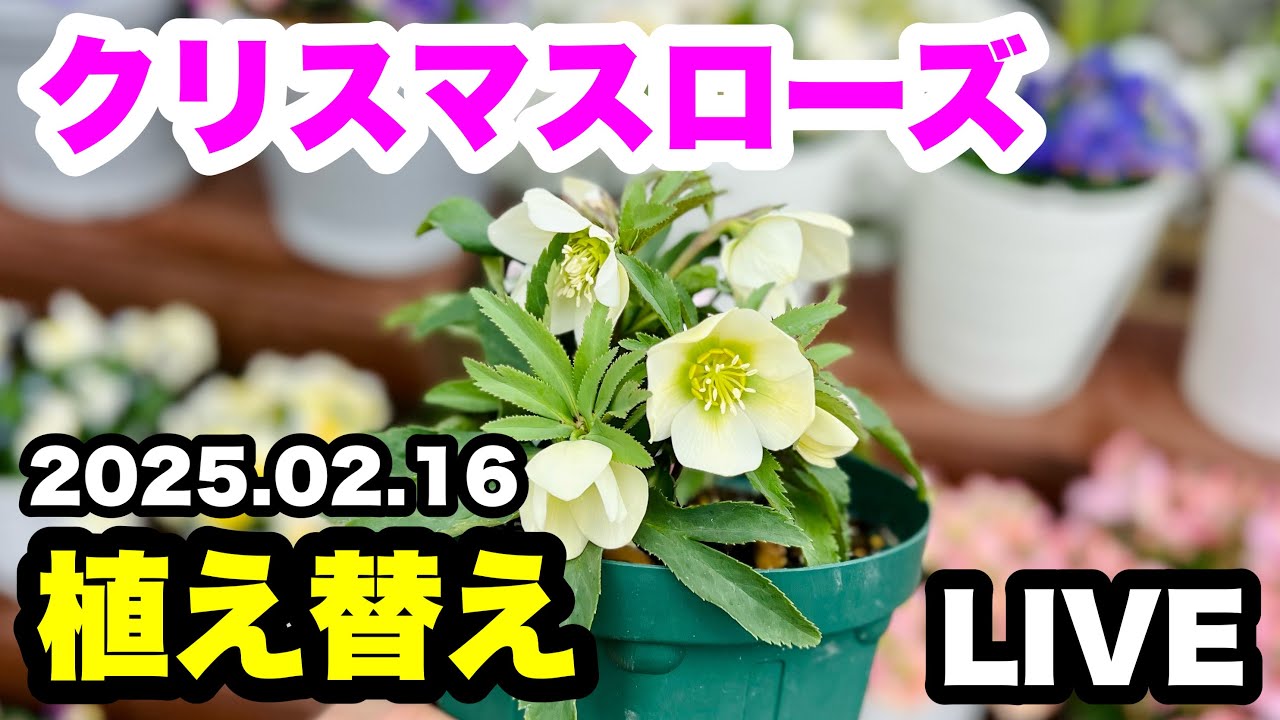 ◆クリスマスローズ【植え替え】生中継！