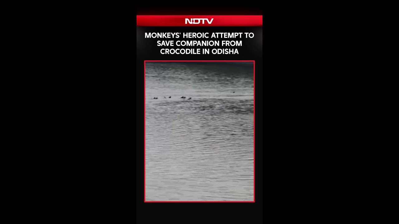 Odisha News | Monkeys' Heroic Attempt To Save Companion From Crocodile In Odisha