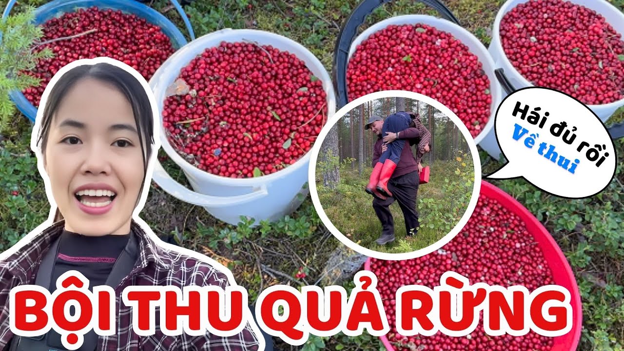 Chồng Phần Lan vào rừng vác vợ về vì quá mải mê kiếm tiền - Thúy Jyri Family Phần Lan