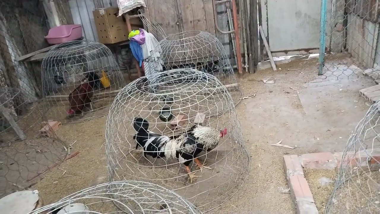 Gà thả vườn tốp mới/03/49/871/555@