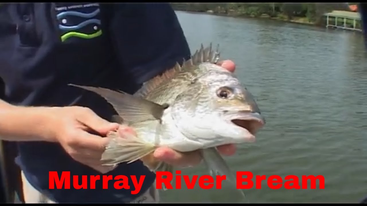 Mandurah Murray River , Fishing WA Series 4 Ep 3 Part 1