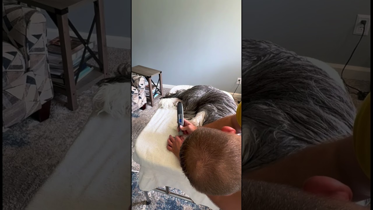 How to Dremel a Long Haired Dogs Nails