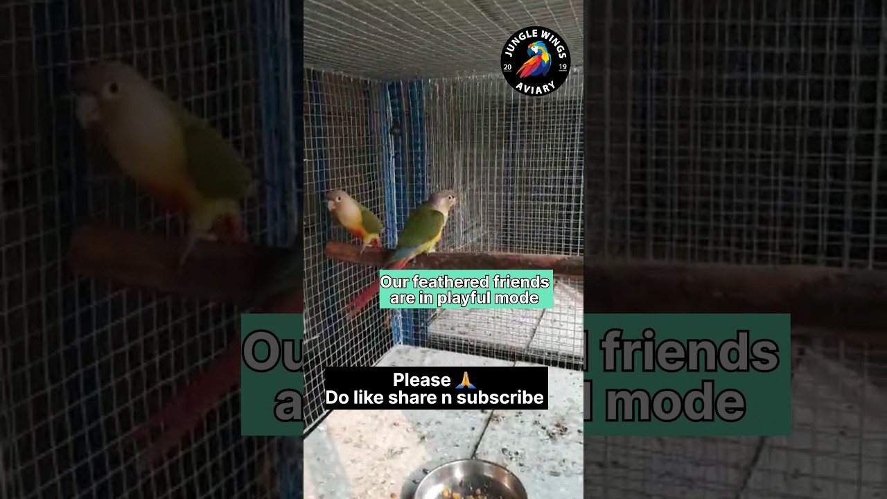 conure breeding | breeding #shorts  conure breeding setup