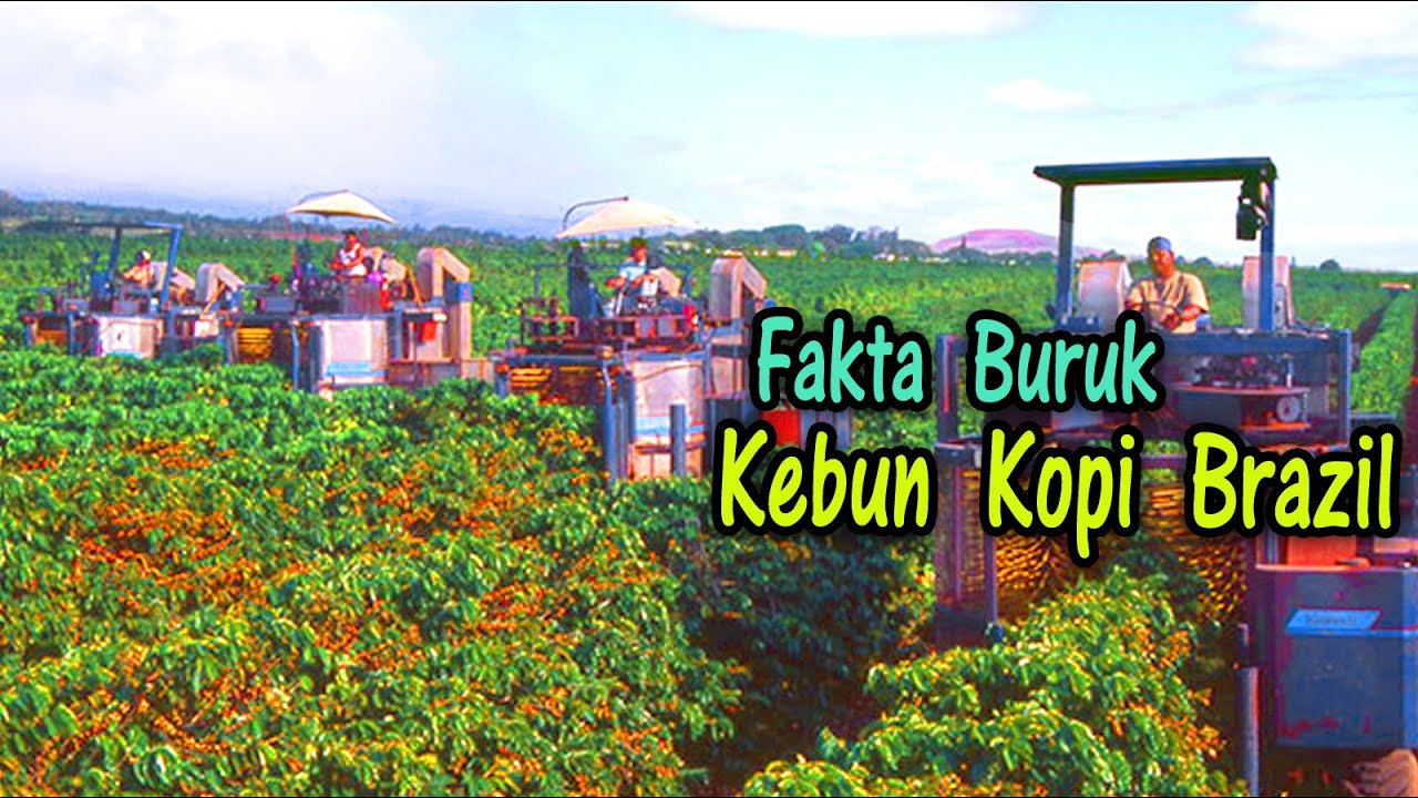 Fakta buruk Kebun Kopi brazil - Fakta kebun kopi - kebun kopi