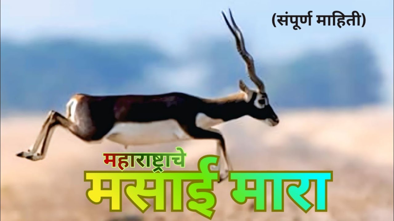 काळविट संरक्षित अभयारण्य ममदापुर #blackbucks #wildlife #forest