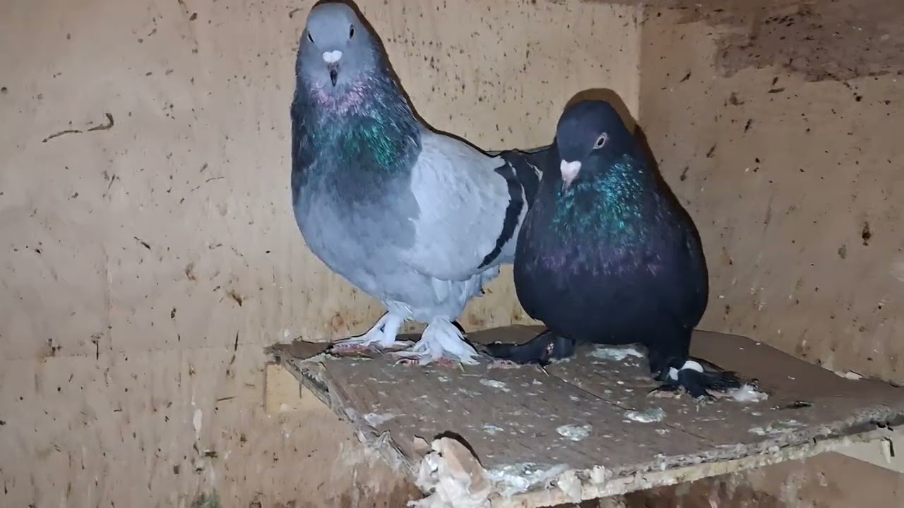 2026 EŞLEME BİTTİ ÇOK ŞÜKÜR 