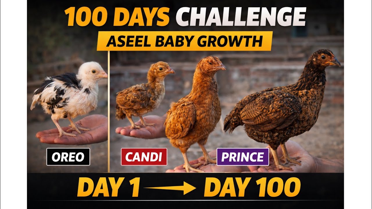 From Tiny Chick🐣 to Powerful Aseel 🐓 | 100 Day Challenge Result | Day 1
