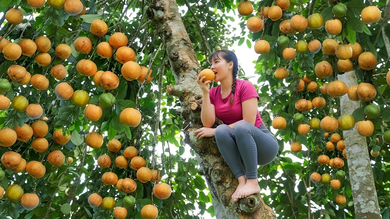 A Quiet Village Day  Climbing a Tall Tree to Harvest Sour Fruits for the Market