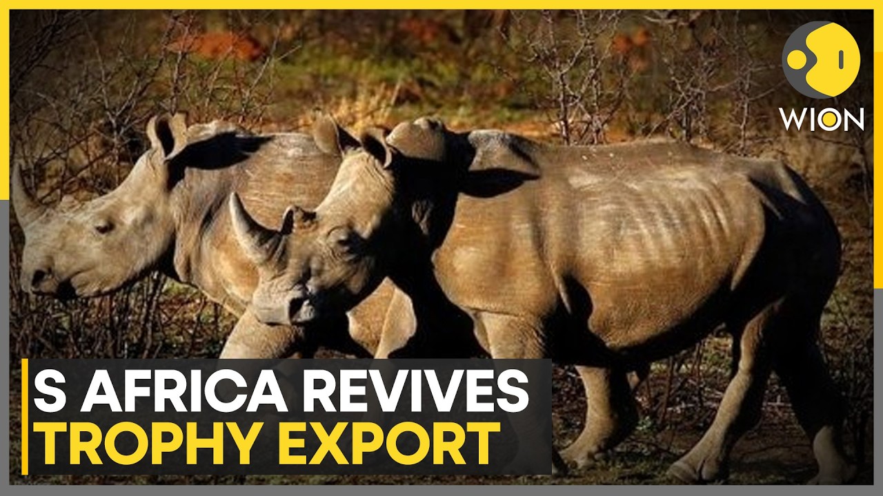 South Africa to Permit Rhino, Elephant Hunts & Trophy Exports Again | WION
