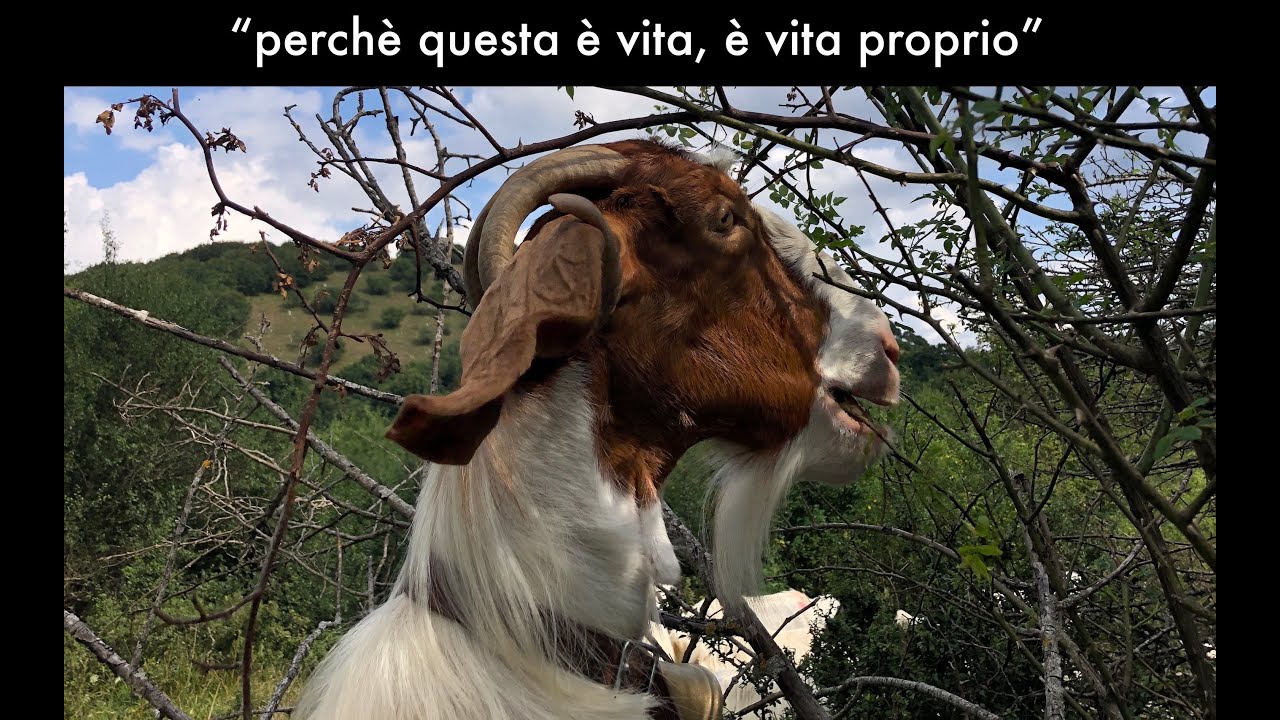 SCUOLA DI PASTORIZIA - docenti: Pietro e Italia... il tempo, la natura e gli altri viventi