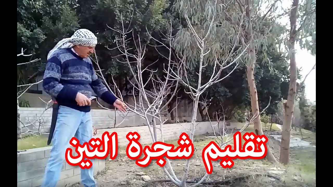 تقليم شجرة التين  Pruning Fig Tree