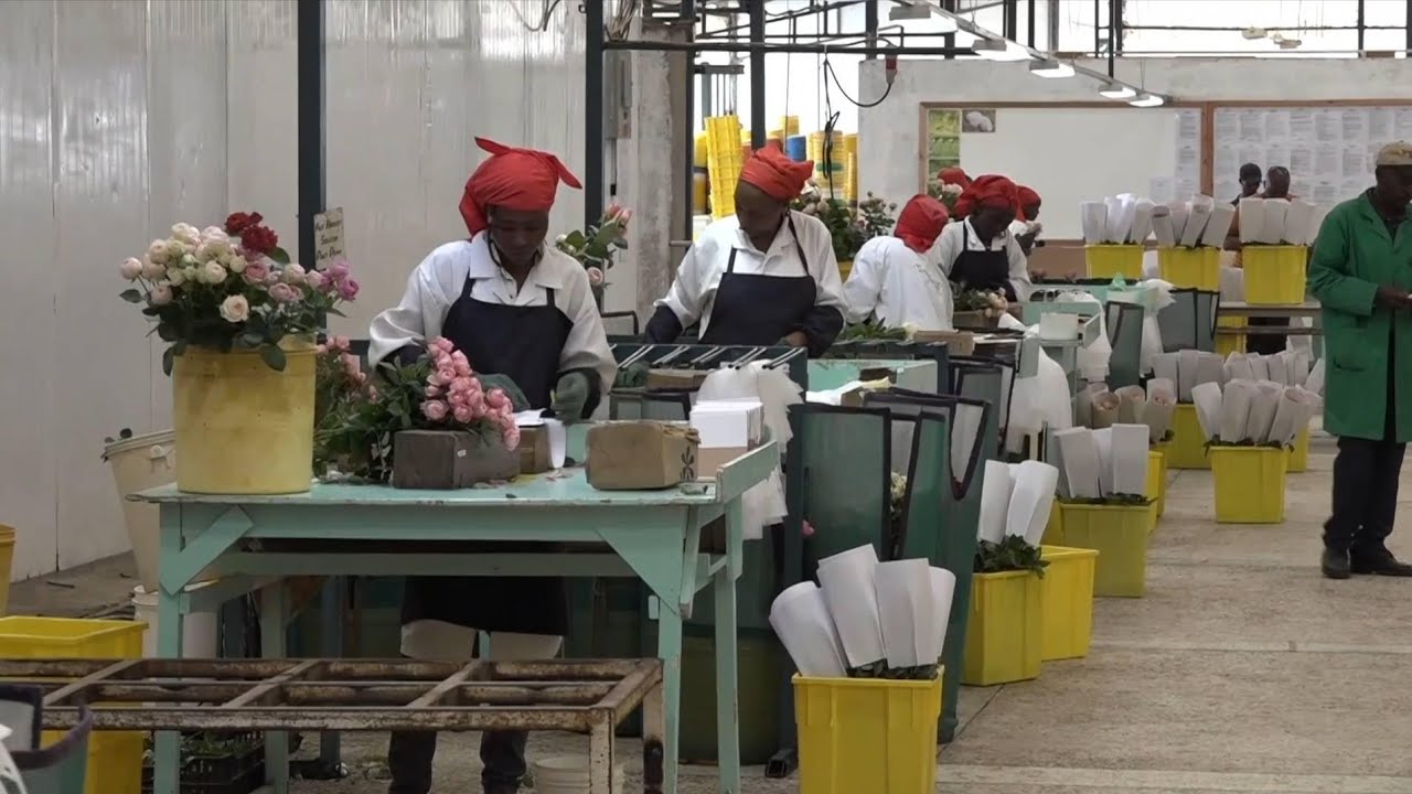 GLOBALink | African agriculture thrives with Chinese technology, market access