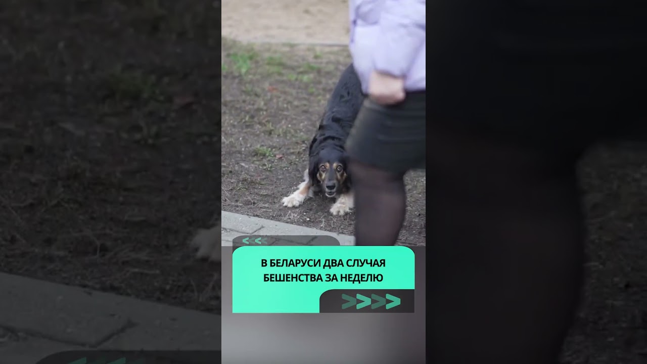 За последнюю неделю в Беларуси зафиксировано два случая бешенства  #беларусь #новости  #животные