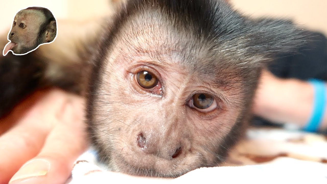 SWEET Pet Monkey Loving & Grooming His Human!