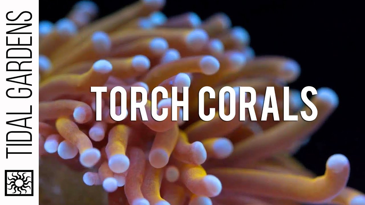 Советы по уходу за кораллами Torch