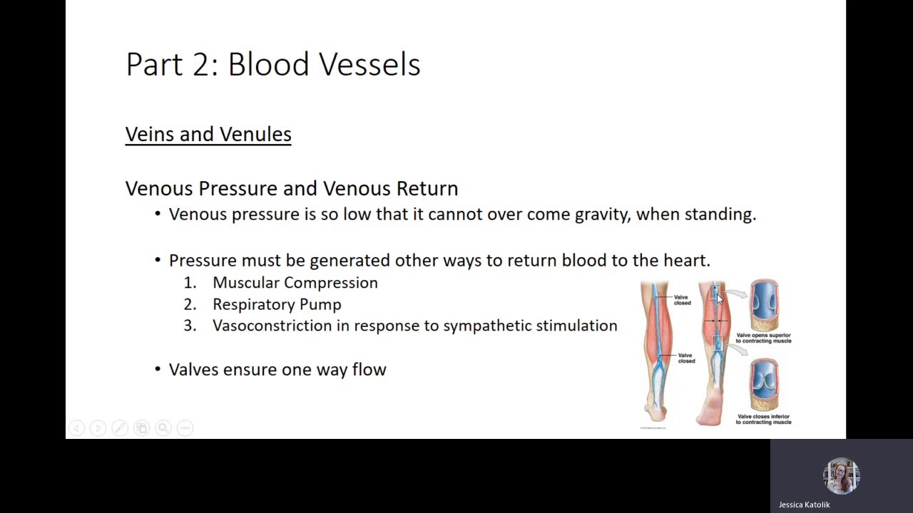 Veins and Venules 1