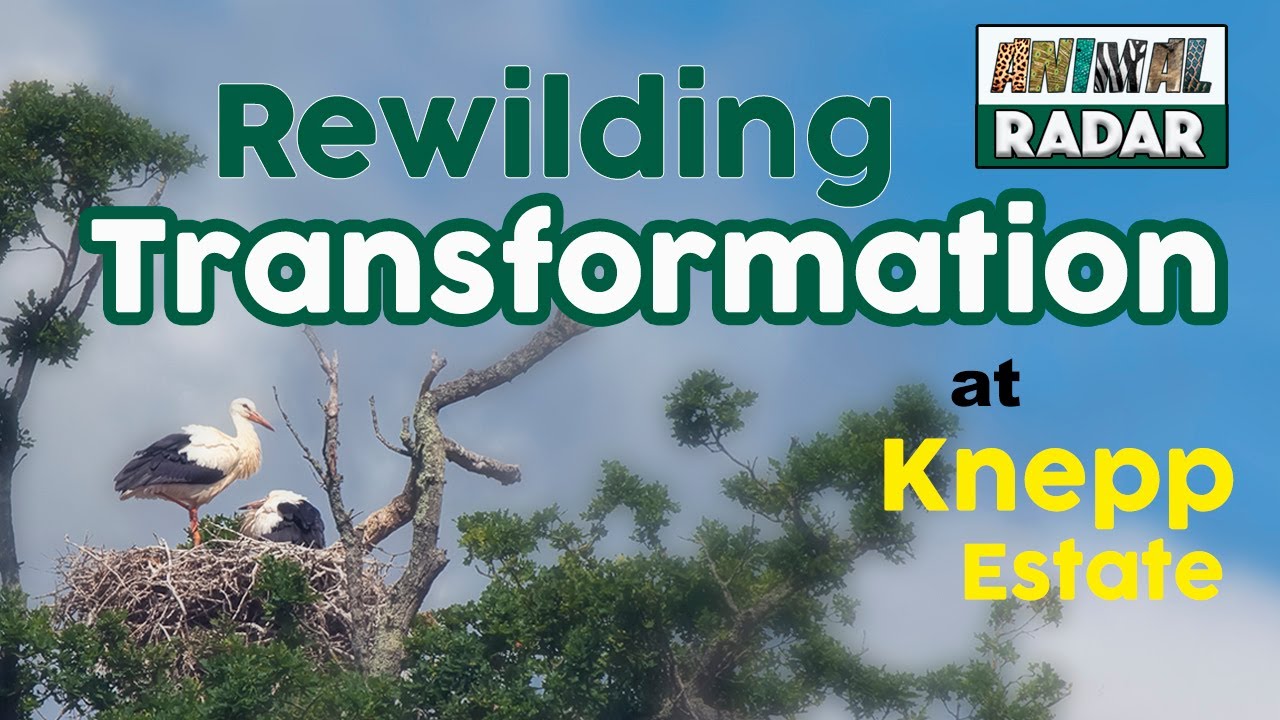 Rewilding Britain - Farm Transformation at Knepp Estate
