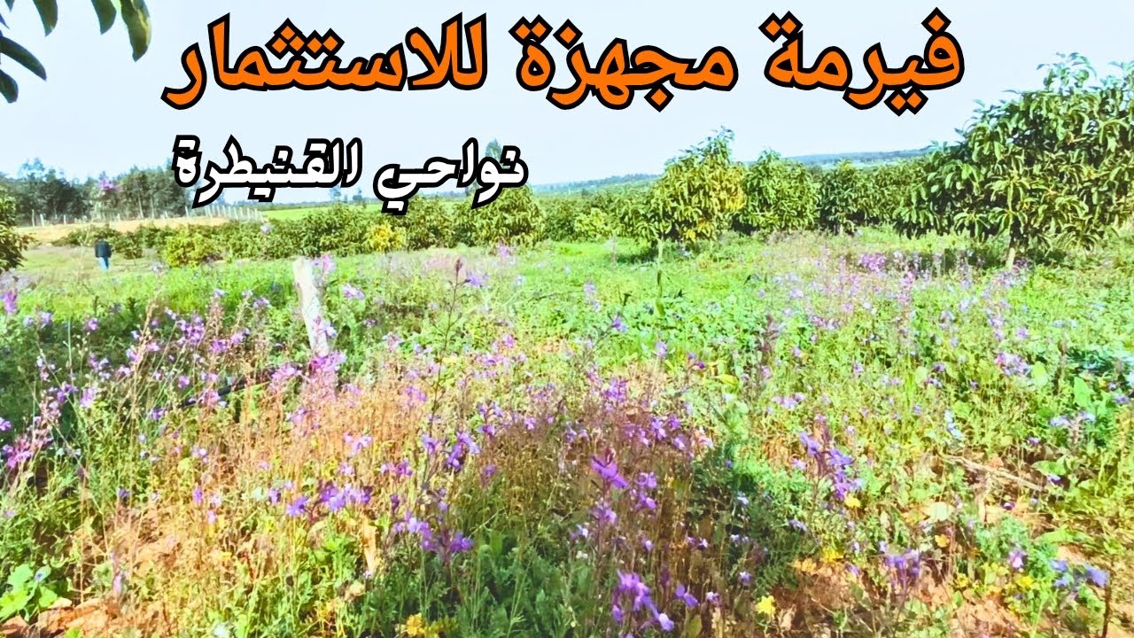 فيرمة مجهزة للاستثمار نواحي القنيطرة