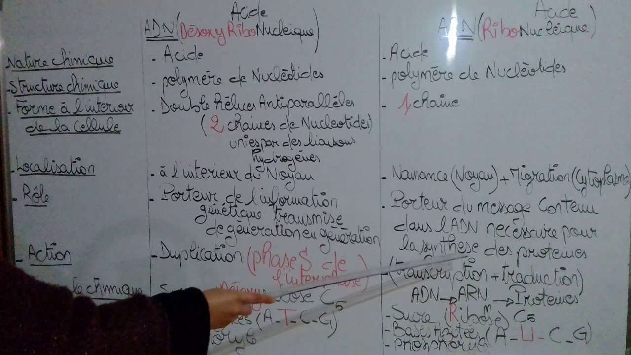 la différence entre ADN et ARN t,bases azotées, sucres, doubles hélices, nucléotides.