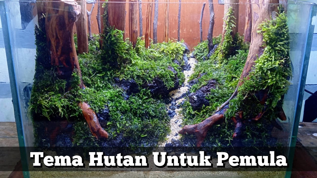 PEMULA SINI KUMPUL ‼️ CARA MUDAH MEMBUAT TEMA HUTAN DI AQUARIUM ‼️| Fresh Concept