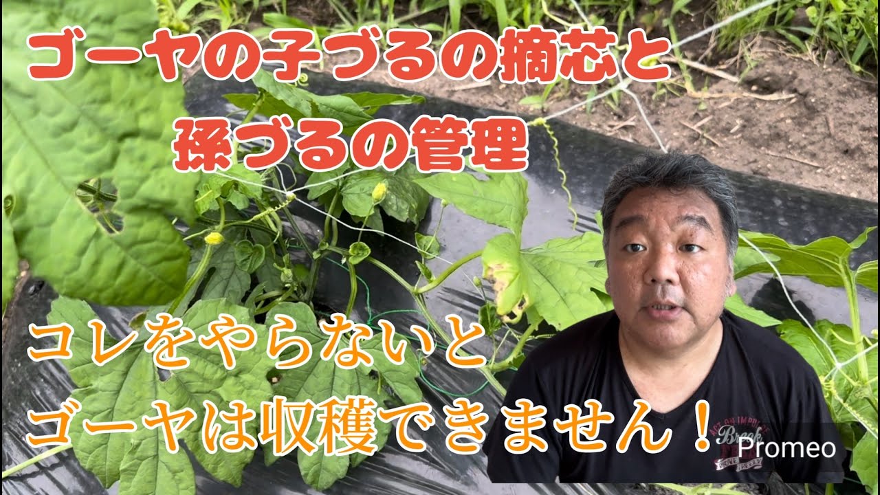 ゴーヤの子づるの摘芯と孫づるの管理