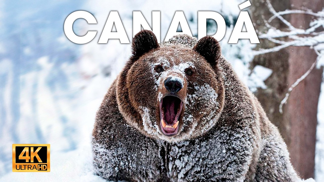 CANADÁ - El Reino de los Gigantes Dominantes #animalessalvajes