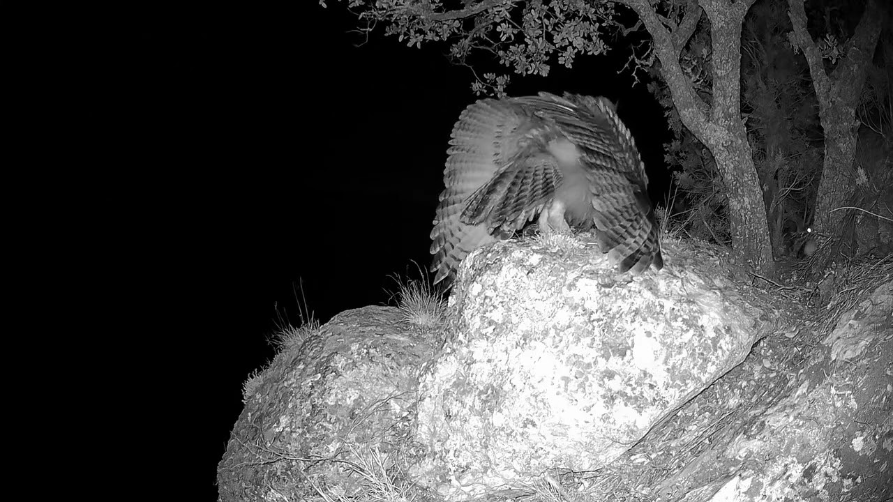 उल्लू और नकुल की जोरदार लड़ाई 🦦🦉