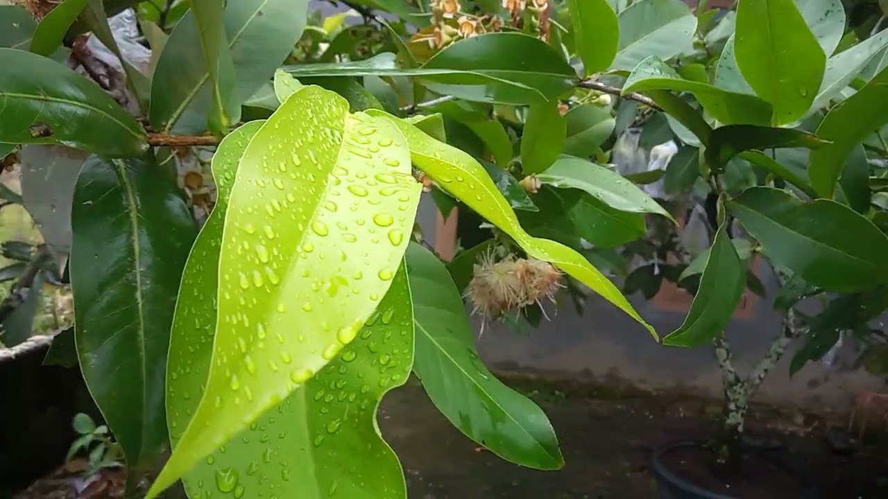 Jambu madu,mantaf.tabulampot Lampung.