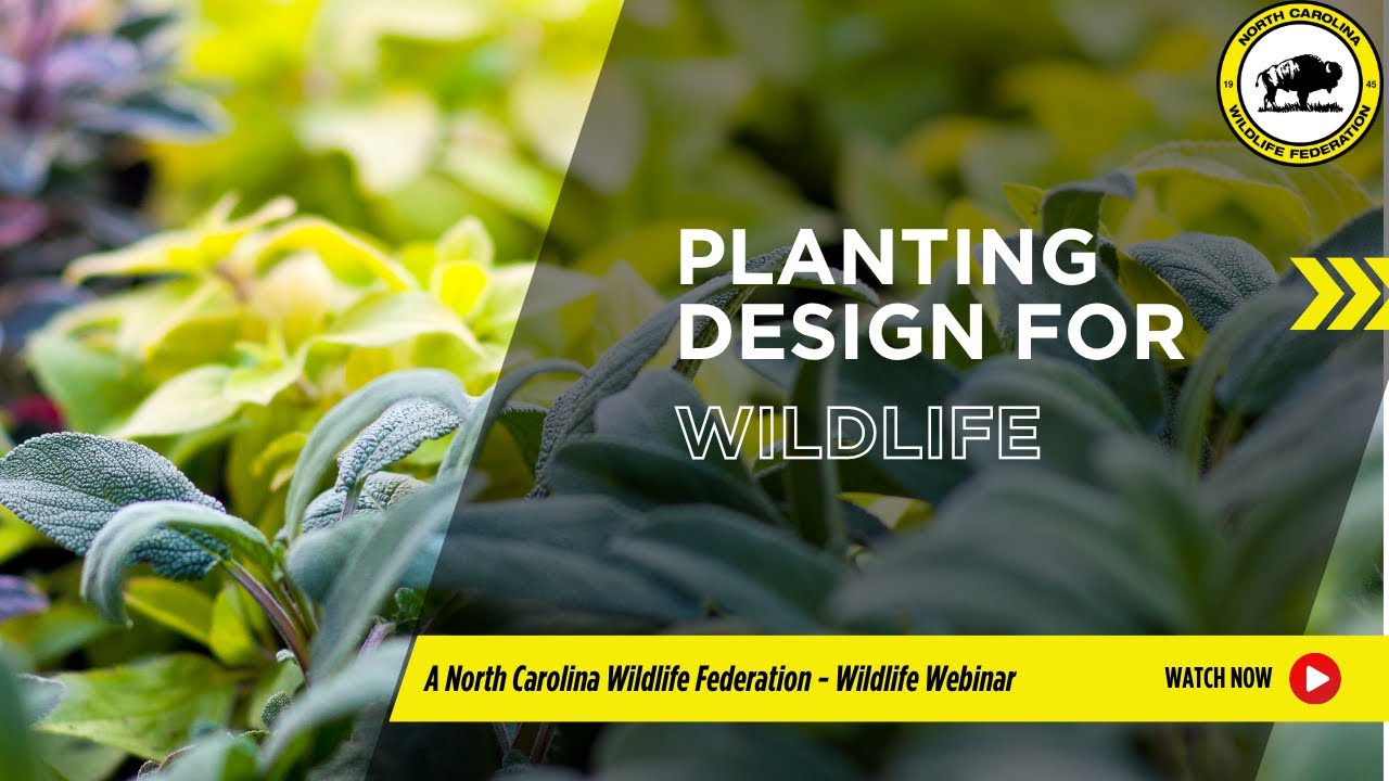 Planting Design For Wildlife | NC Wildlife Federation