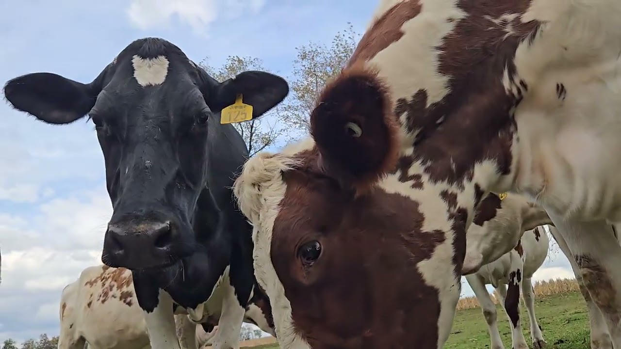 Hanging with the COWS