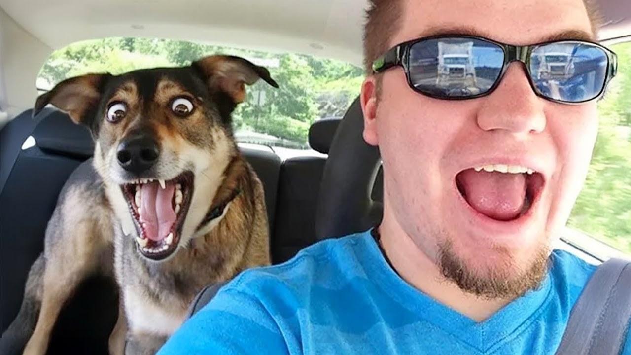 ¡Te morirás de risa! 😂🐶 Los perros MÁS DRAMÁTICOS y graciosos de 2025
