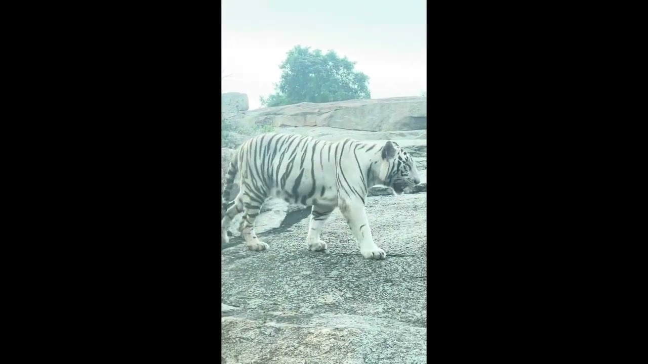 Zoo Park 2025 @Hyderabad