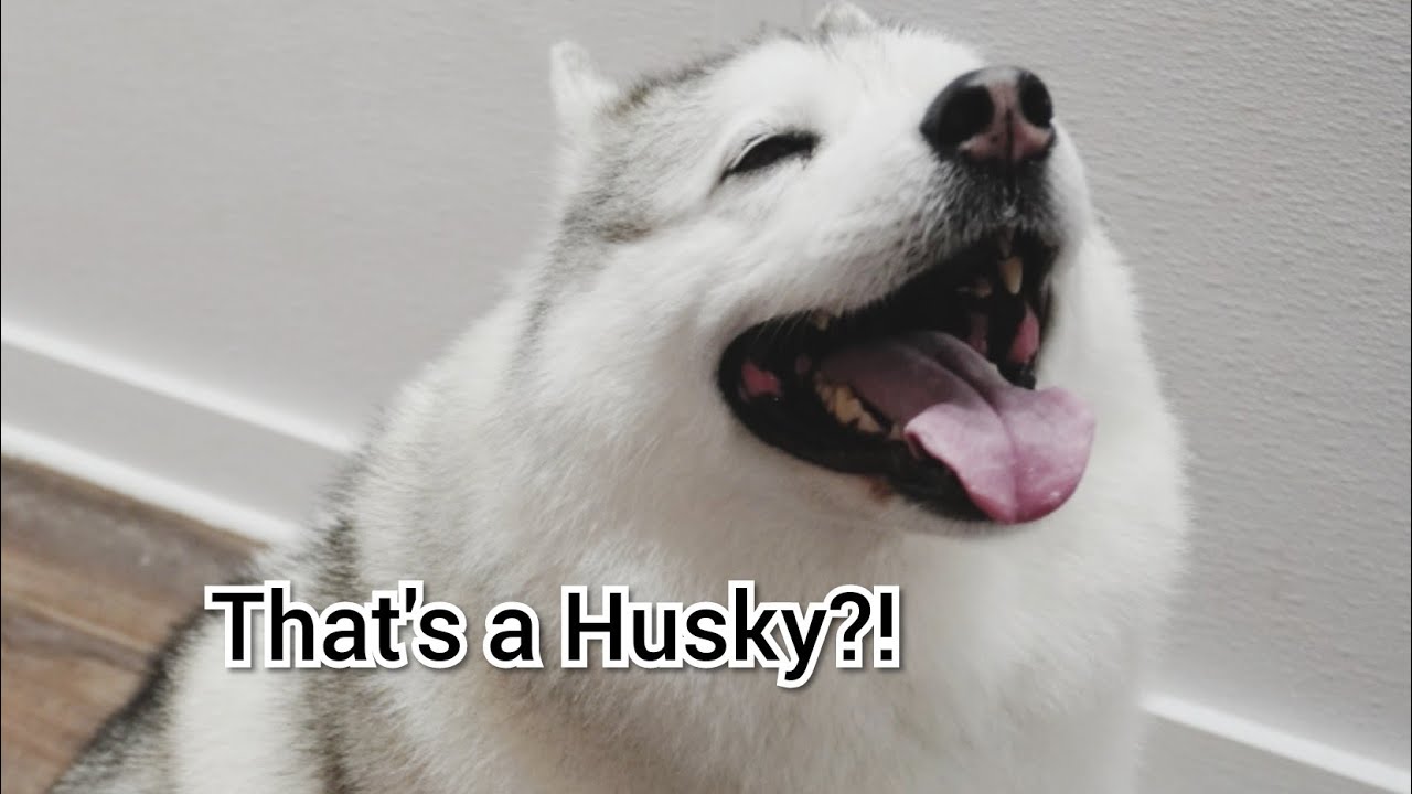 Gorgeous Unicorn Husky Dog