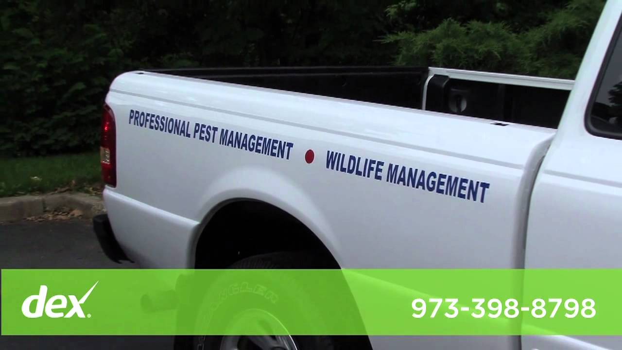 Accurate Termite & Pest Control