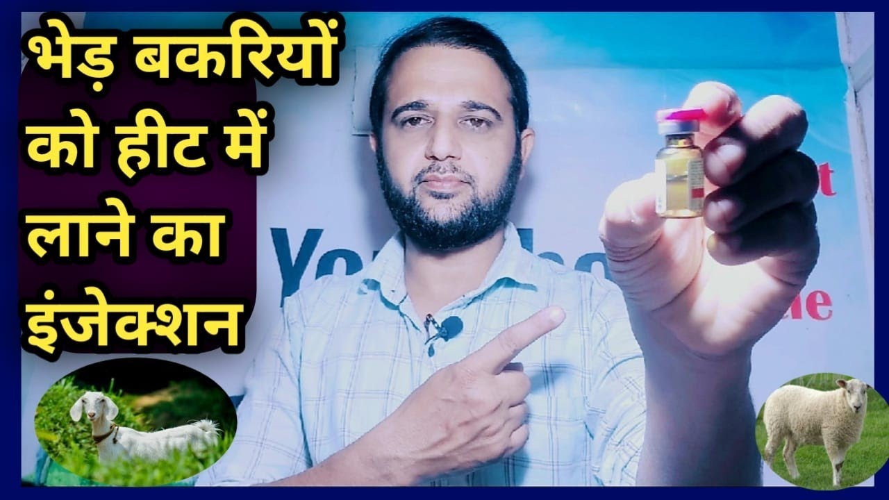 Sheep, Goat ko Heat mein laane ka injection||भेड़ बकरी को हीट में लाने का इंजेक्शन