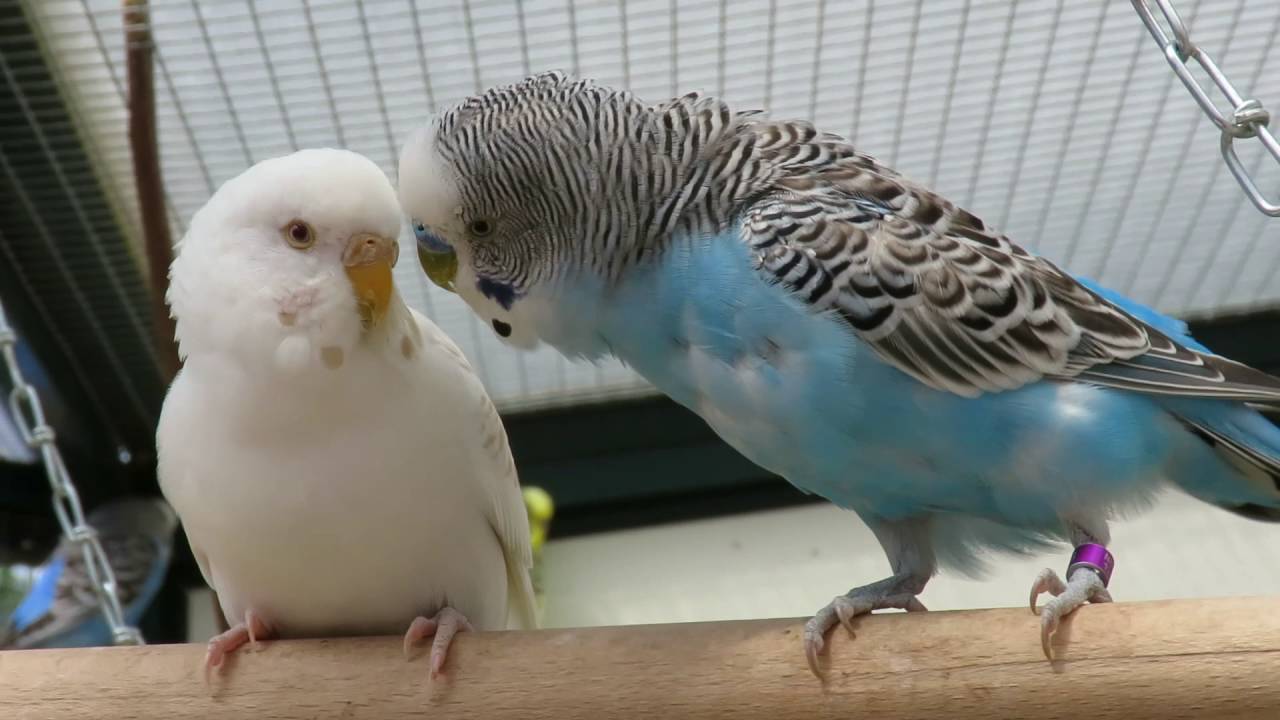 Parakeets Aviary May 2016 - Parkieten Voliere Mei 2016