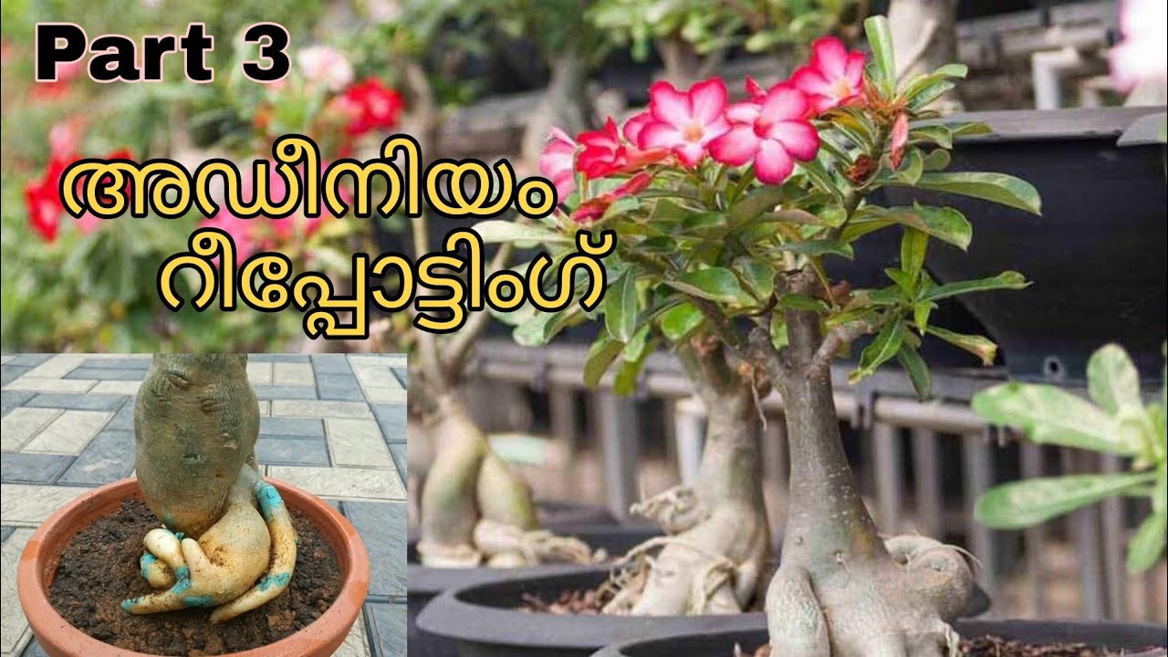 Adenium repotting || അഡീനിയം  എങ്ങനെ റീപോട്ട്  ചെയ്യാം || Potting mix for adenium.