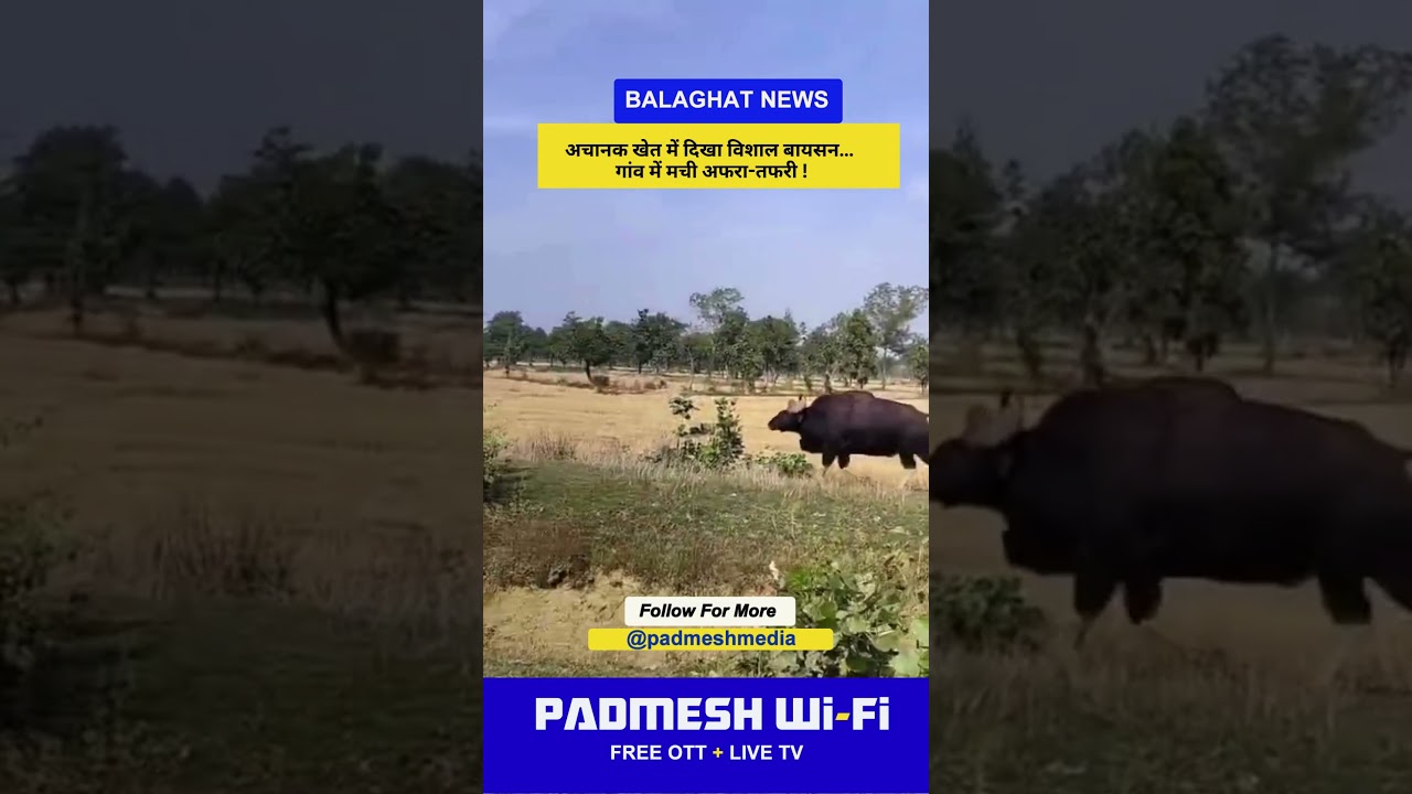 BALAGHAT NEWS: अचानक खेत में दिखा विशाल बायसन&hellip; गांव में मची अफरा-तफरी ! PADMESH NEWS BALAGHAT
