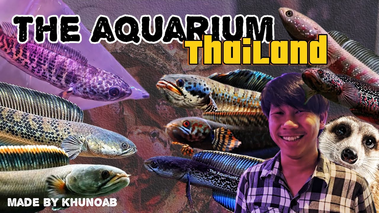 Let's check out some amazing Channa !! | อัปเดตชานน่าแบบสั้น ที่มีปลาสั้นด้วยนะ ! | TheAquariumTH ❤️