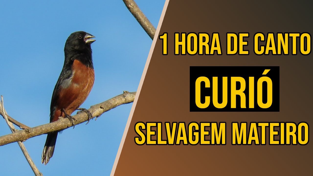 Canto de curió selvagem mateiro