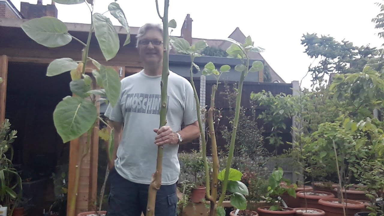 The Tamarillo  ( tree tomato ) video, what I'm doing to try and encourage my largest ones to flower