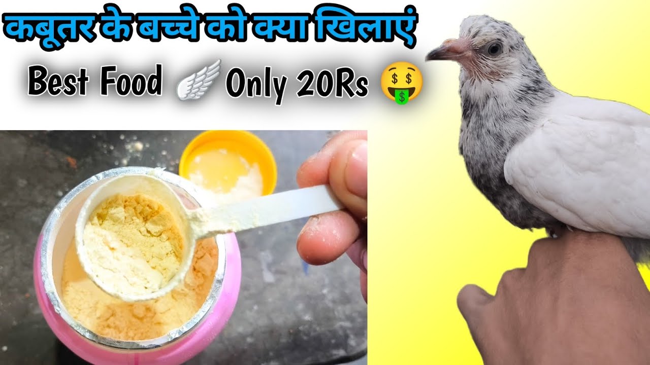 कबूतर के बच्चे को क्या खिलाएं ❤️ ||Best Food For Your Baby pigeons ❤️