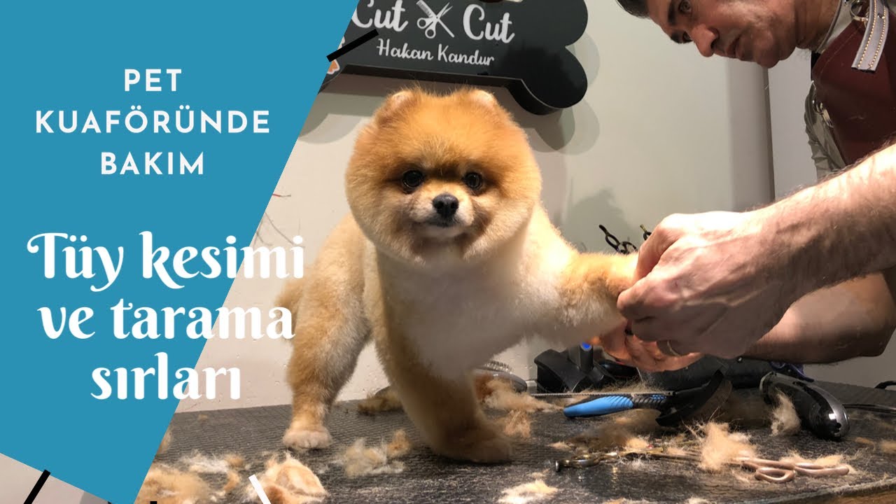Pet kuaföründe kedi ve köpek bakımı, tüy tarama ve kesme sırları | 5 köpeğin inanılmaz değişimi
