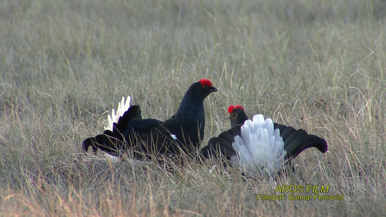 ORRE  Black Grouse  (Lyrurus tetrix)  Klipp - 2492
