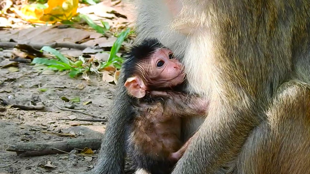 Adorable baby monkey feeding milk