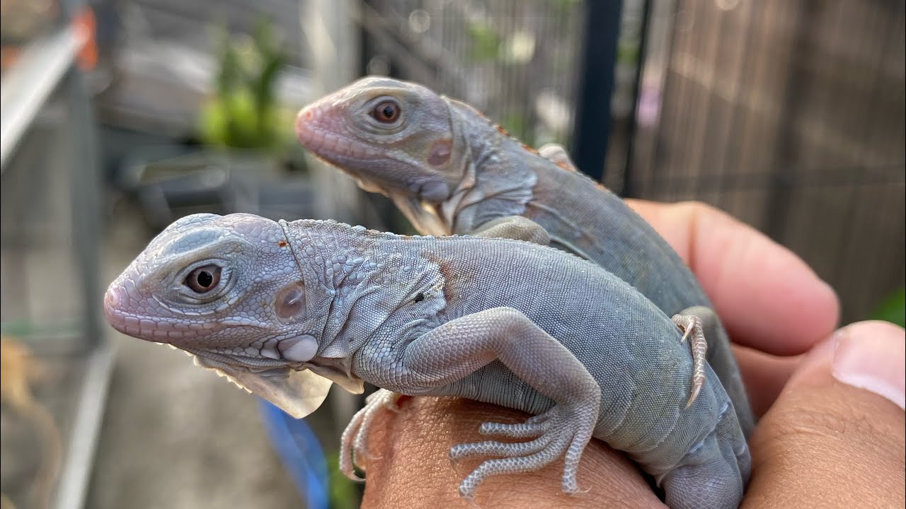 KIRIM IGUANA LUAR PULAU !? BERATTT